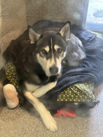 Dakota, ADOPTABLE, Adult Male Husky.