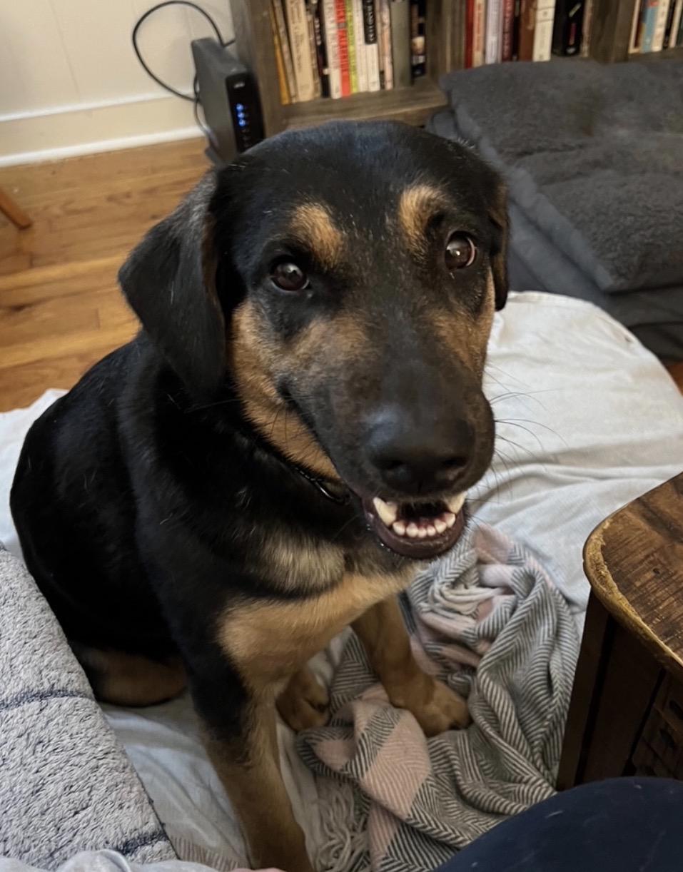 Enlarge Katrina, a Adoptable mixed breed in Savannah, GA image 2/4