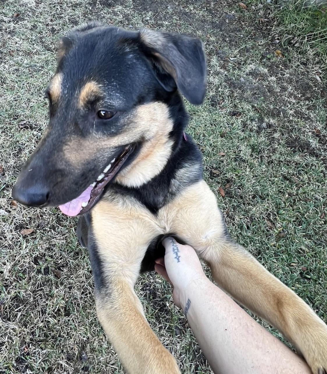 Enlarge Katrina, a Adoptable mixed breed in Savannah, GA image 3/4