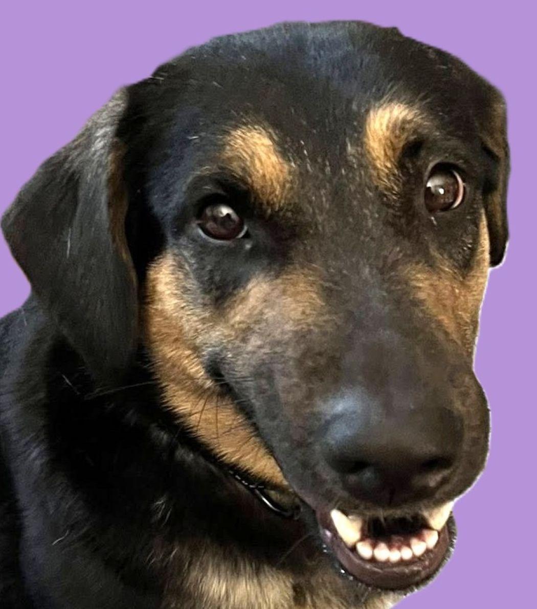 Enlarge Katrina, a Adoptable mixed breed in Savannah, GA image 1/6