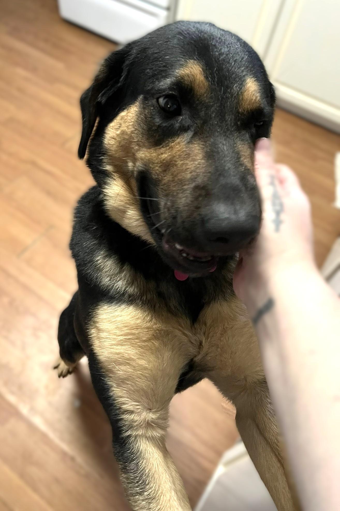 Enlarge Katrina, a Adoptable mixed breed in Savannah, GA image 4/6