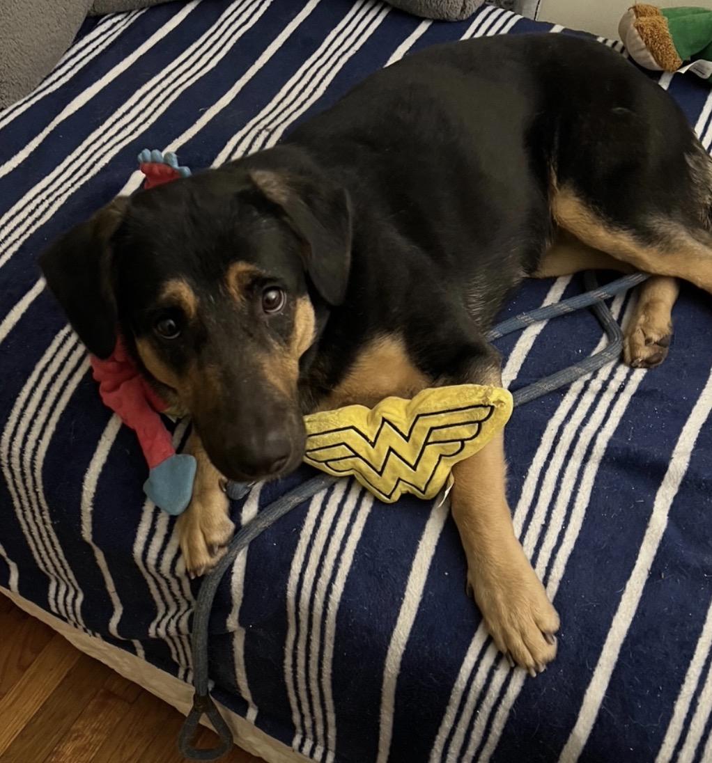 Enlarge Katrina, a Adoptable mixed breed in Savannah, GA image 4/4