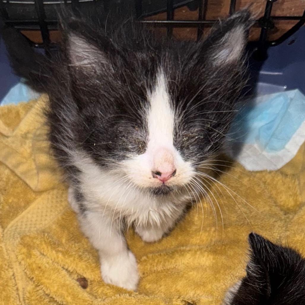 Vince, a Adoptable Domestic Long Hair in Miami, FL image 1/2
