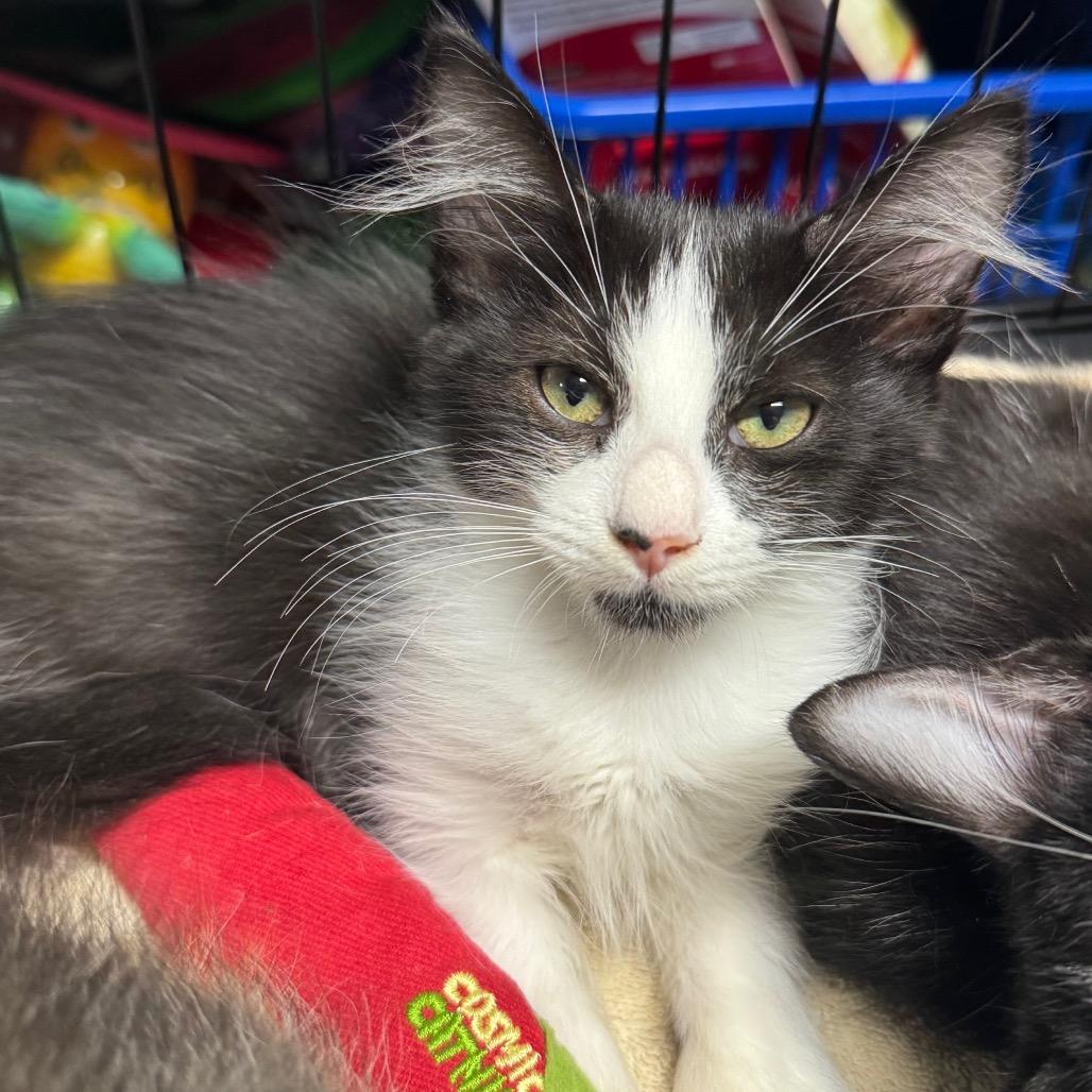 Vince, a Adoptable Domestic Long Hair in Miami, FL image 2/2