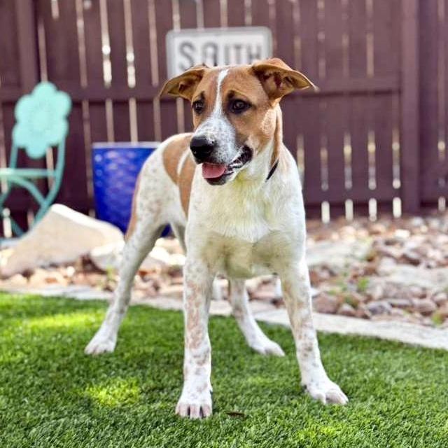 Dallas, an adopted mixed breed in Southport, CT image 1/5