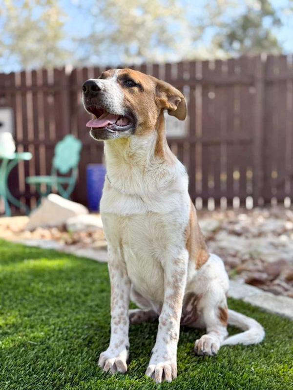 Dallas, an adopted mixed breed in Southport, CT image 5/5