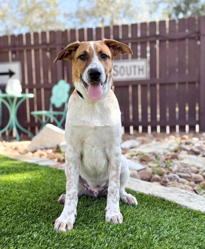 Dallas, an adopted mixed breed in Southport, CT image 4/5