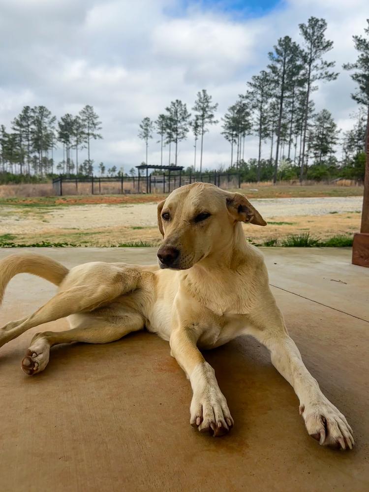 Dixie, Adoptable, Young Female Labrador Retriever.