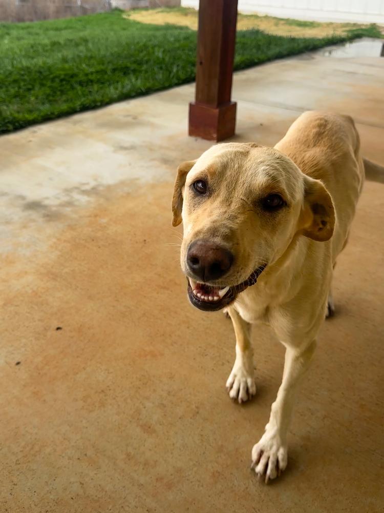 Enlarge Dixie, a Adoptable mixed breed in Dacula, GA image 2/3