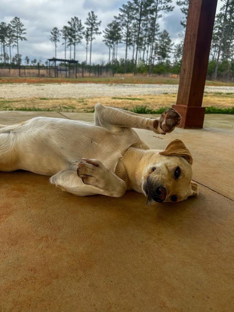 Enlarge Dixie, a Adoptable mixed breed in Dacula, GA image 3/3