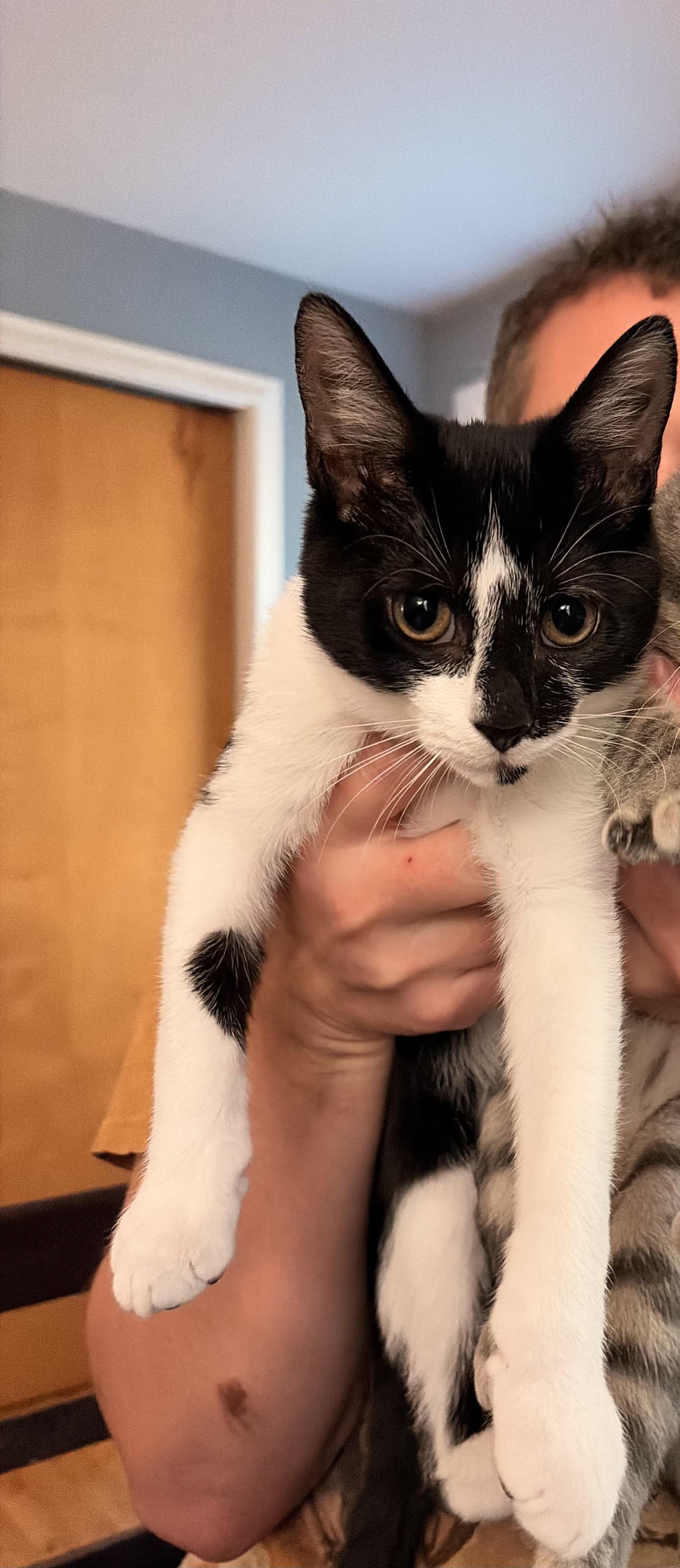 Kiss, a Adopted Domestic Short Hair in Granby, CT image 1/2