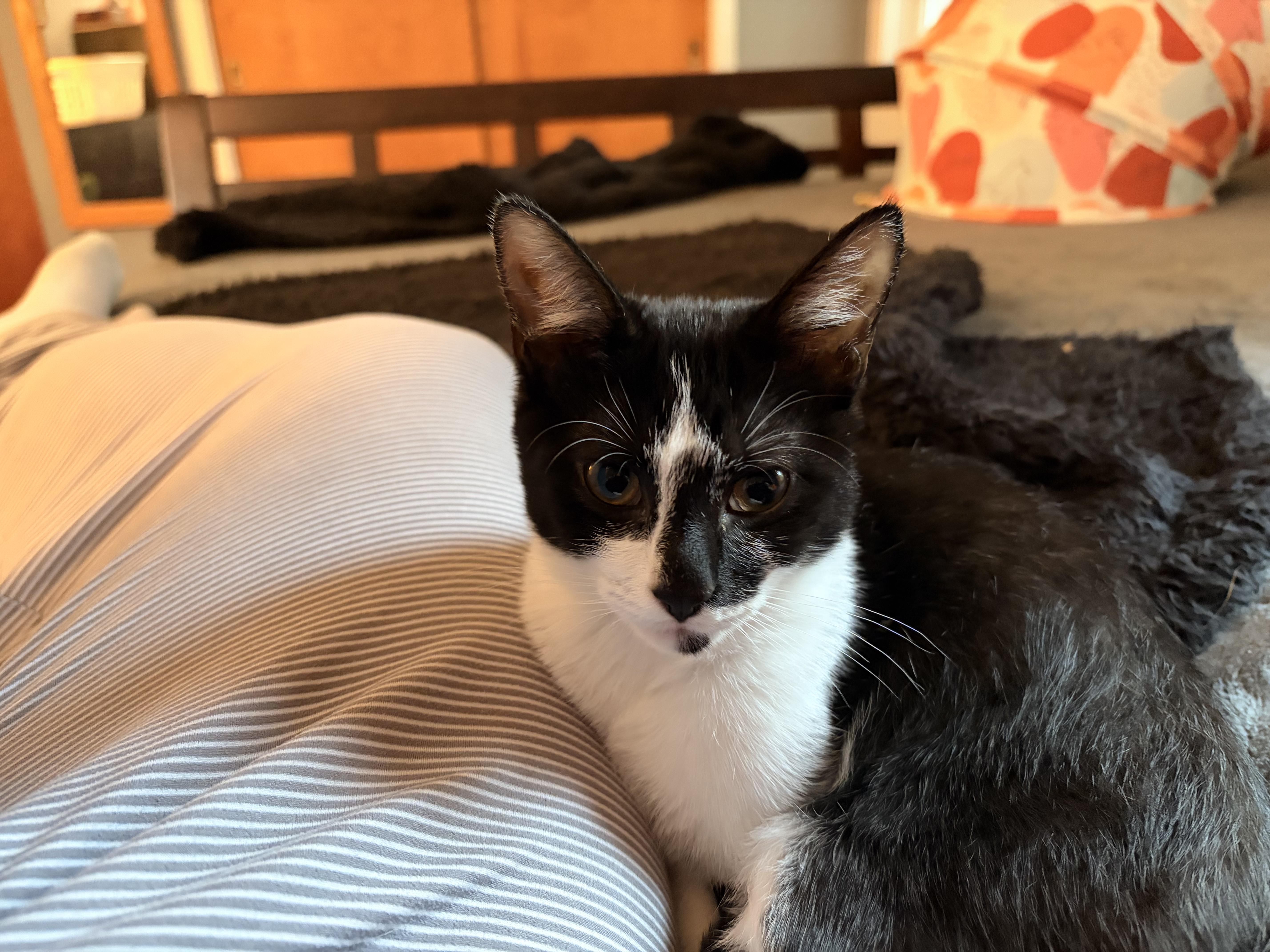 Kiss, Adopted, Young Male Domestic Short Hair.