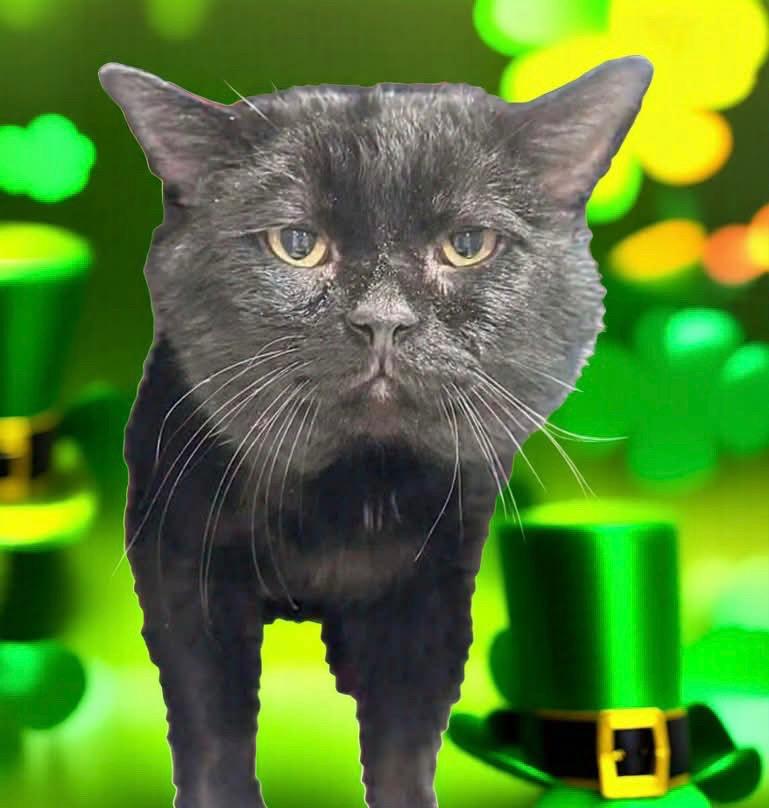 Jack Jack, Adopted, Adult Male Domestic Short Hair.