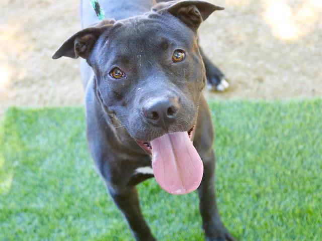 ROGER, Adoptable, Young Male American Staffordshire Terrier & Mixed Breed.