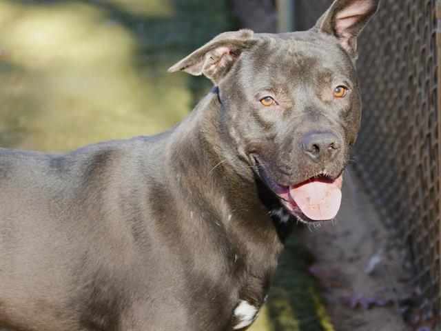 ROGER, Adoptable, Young Male American Staffordshire Terrier & Mixed Breed.