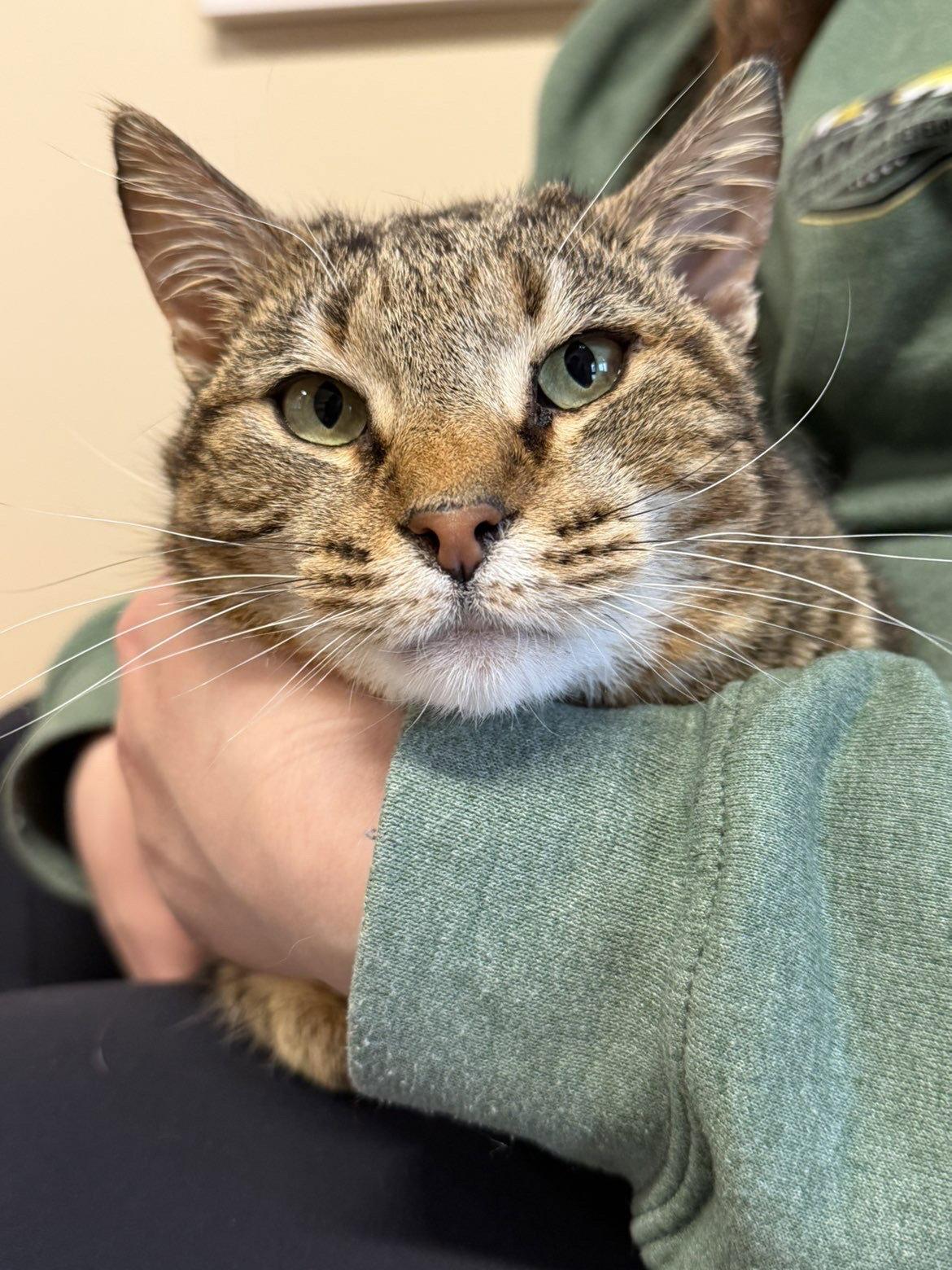 Iris, Adoptable, Adult Female Domestic Short Hair.