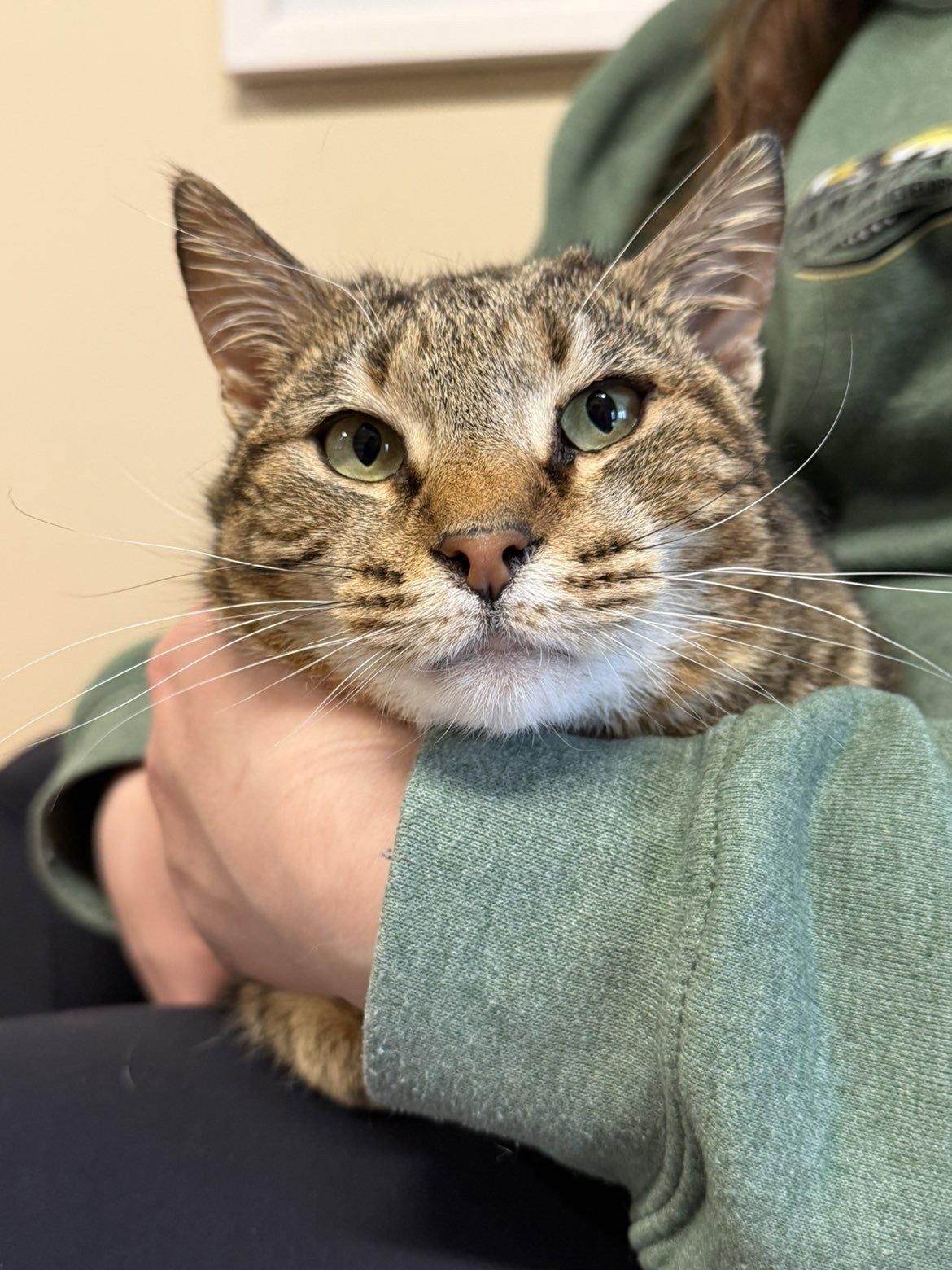 Enlarge Iris, a Adoptable Domestic Short Hair in Arlington, VT image 2/3