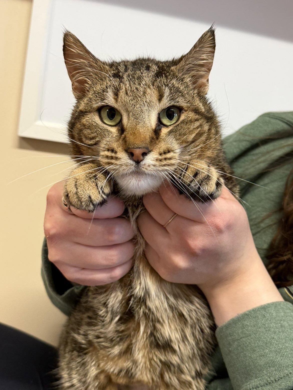 Enlarge Iris, a Adoptable Domestic Short Hair in Arlington, VT image 3/3