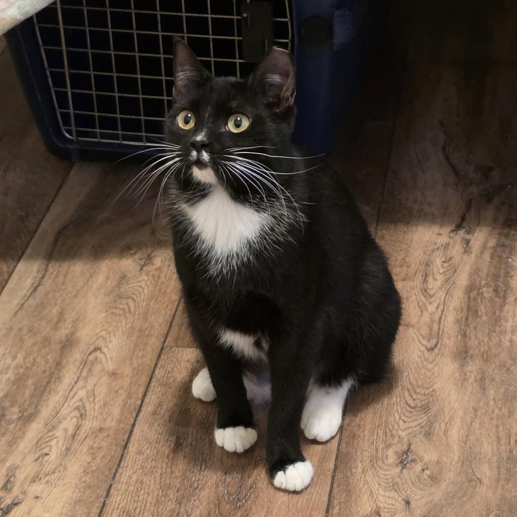 Jill, Adoptable, Young Female Domestic Short Hair.