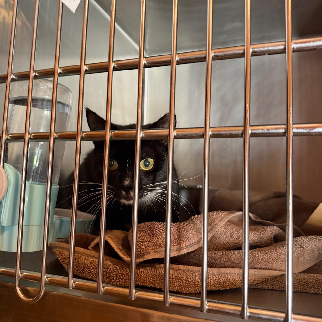 Enlarge Jill, a Adoptable Domestic Short Hair in Boulder, CO image 2/2