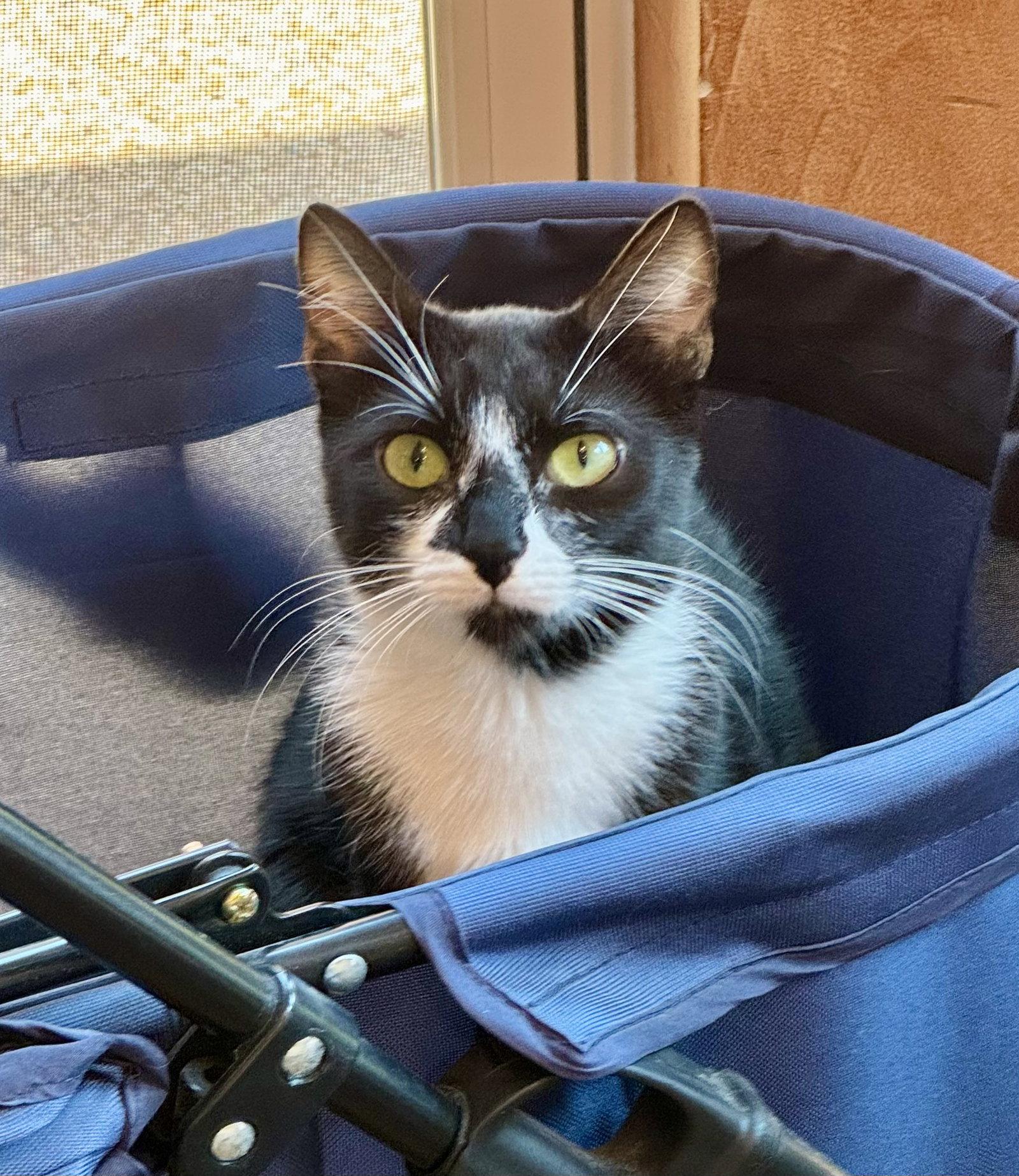 Enlarge Gaia, a Adoptable Domestic Short Hair in Arlington, TX image 1/3