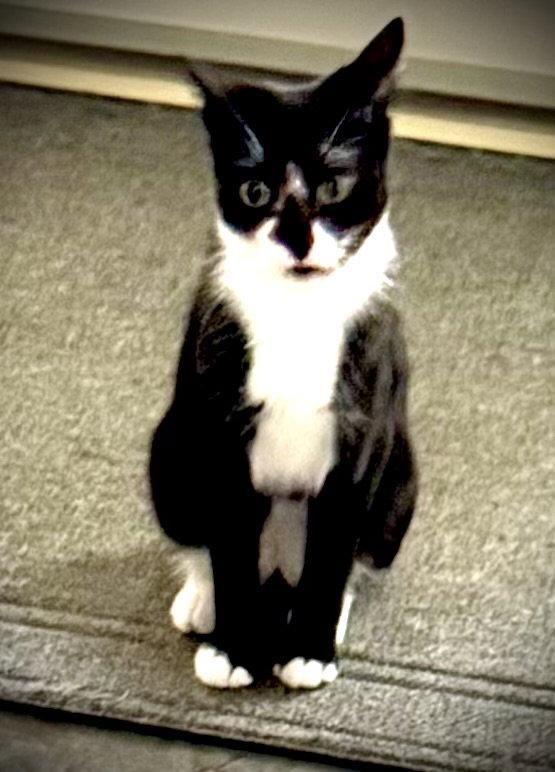 Enlarge Gaia, a Adoptable Domestic Short Hair in Arlington, TX image 2/3