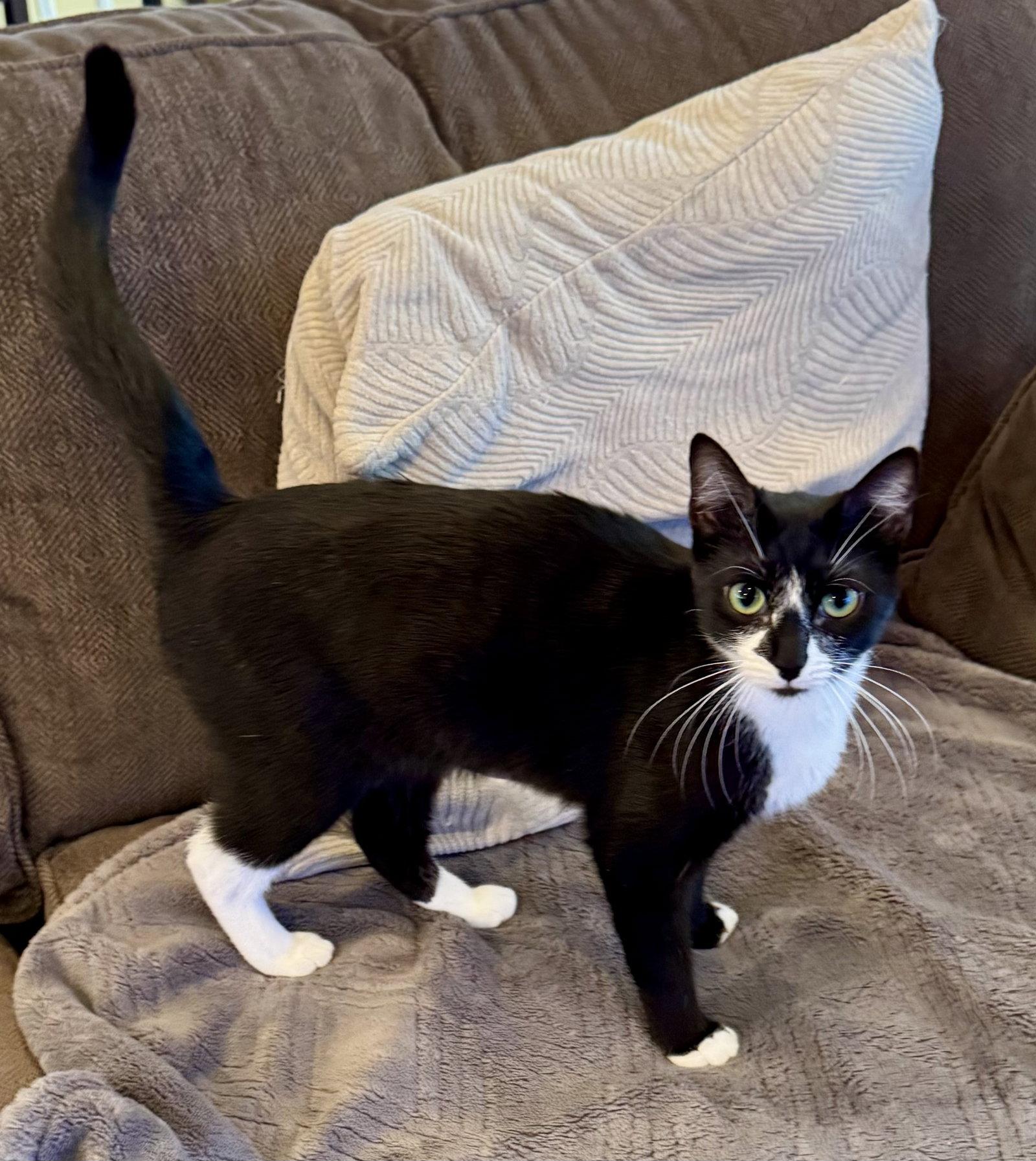 Enlarge Gaia, a Adoptable Domestic Short Hair in Arlington, TX image 3/3