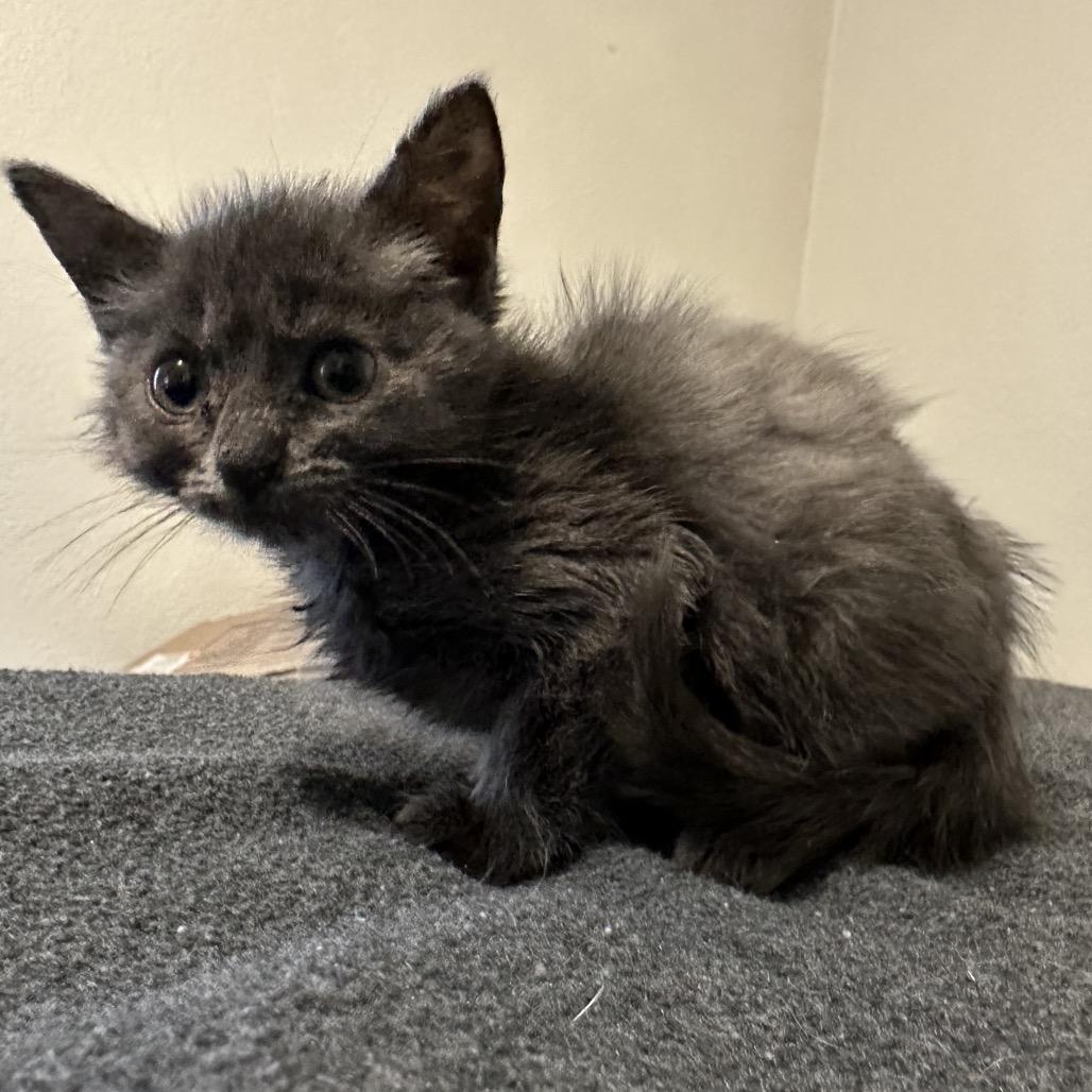 Zinna, Adoptable, Kitten Female American Shorthair.