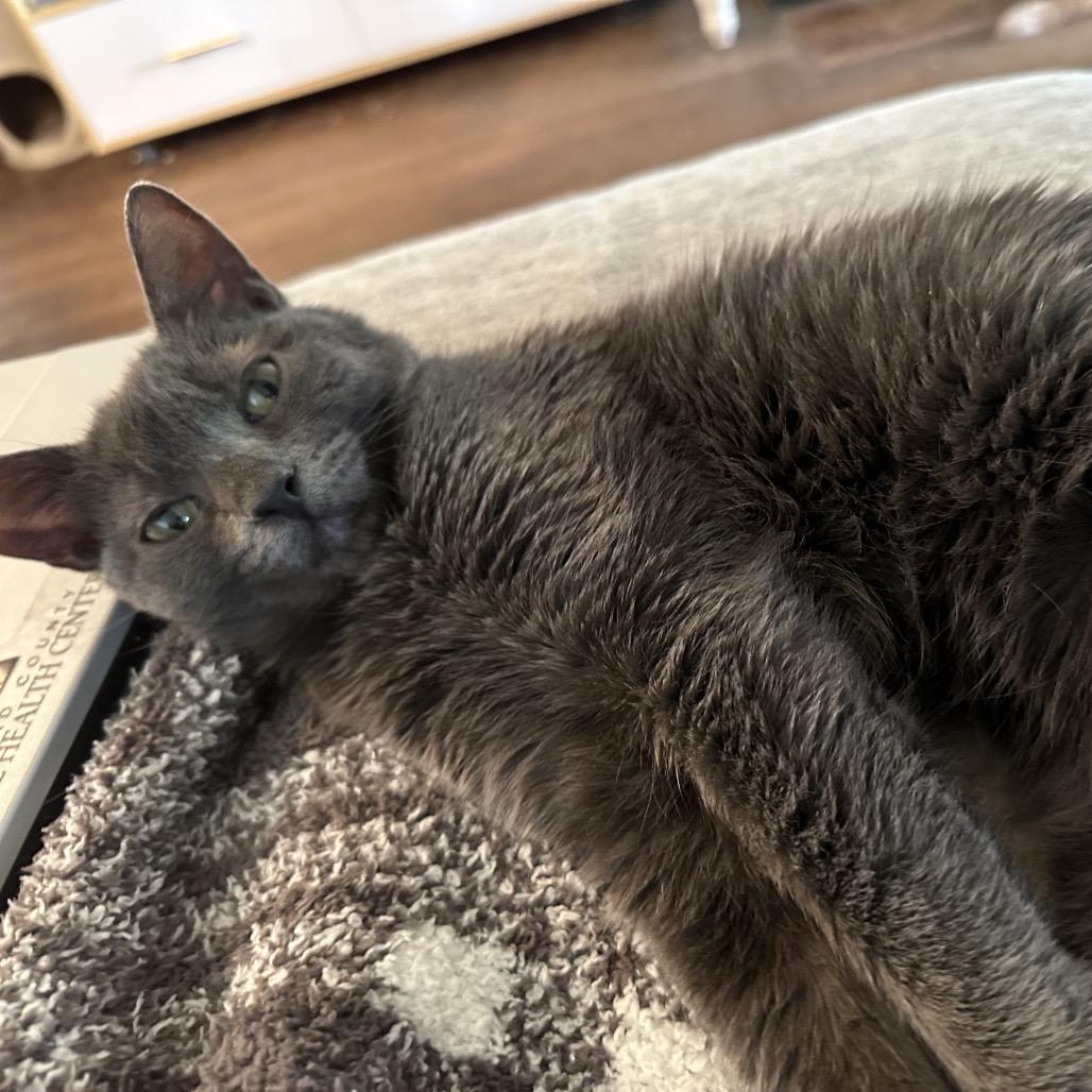 Zinna, a Adoptable American Shorthair in Pittsburg, KS image 2/2