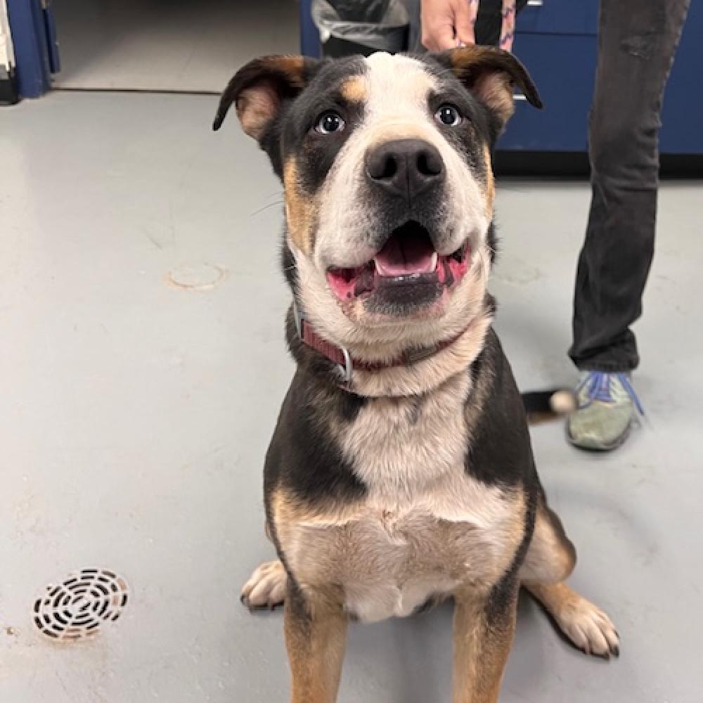 Enlarge (COD) Murphy, a Adoptable Pit Bull Terrier in Douglas, AZ image 1/1