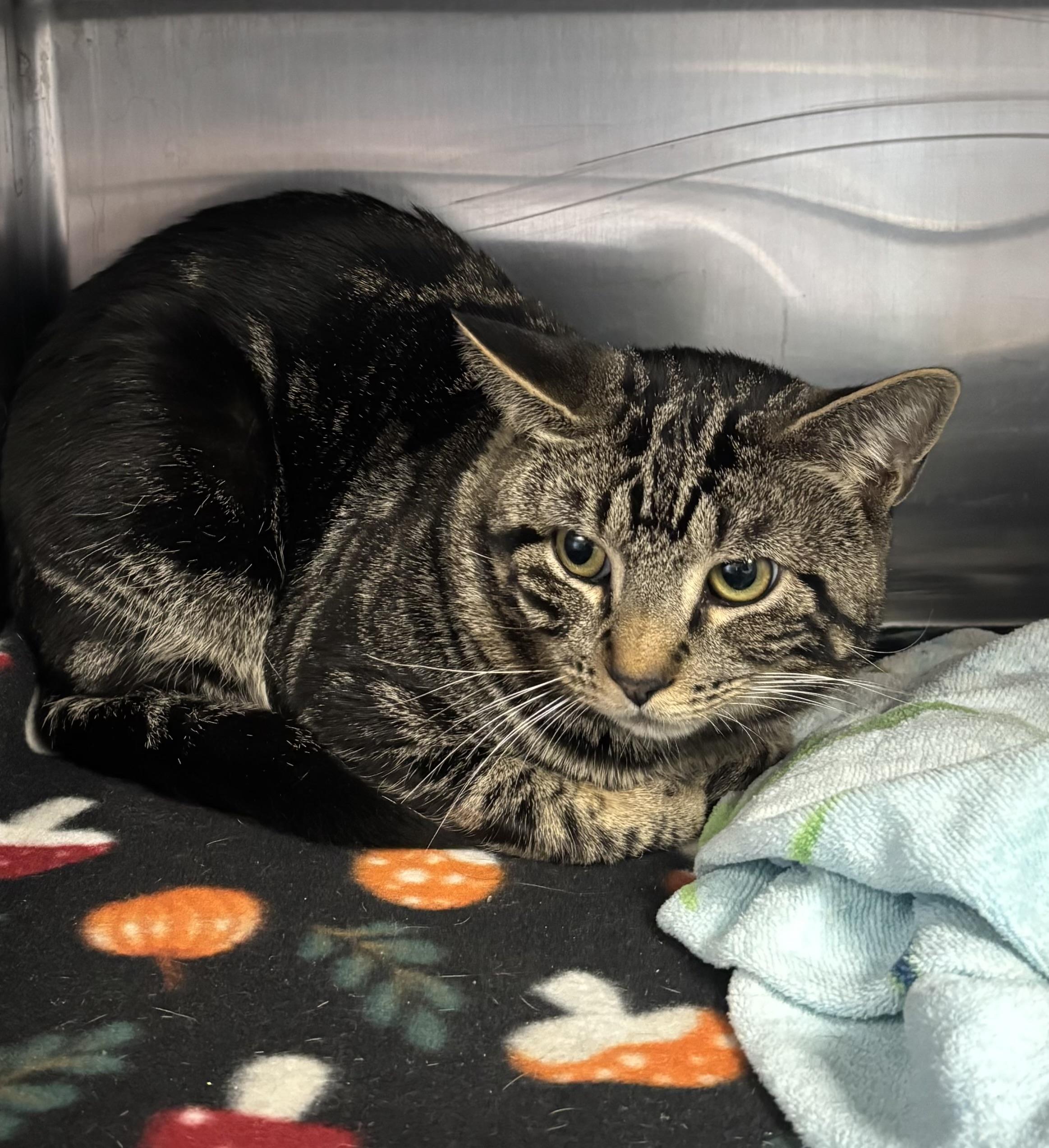 Enlarge Bookworm, an adopted Domestic Short Hair in Manchester, NH image 3/4