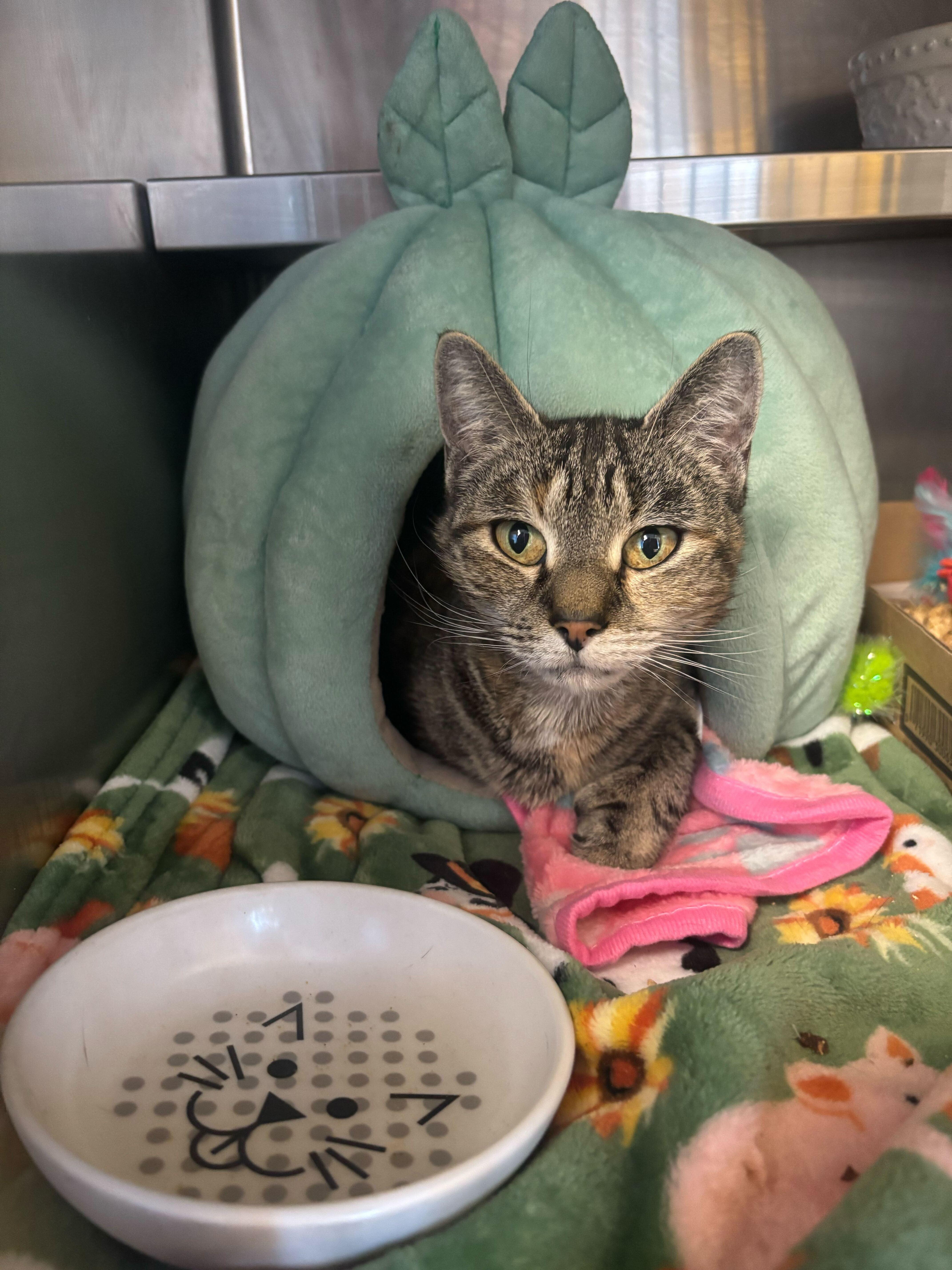 Enlarge Bookworm, an adopted Domestic Short Hair in Manchester, NH image 1/4