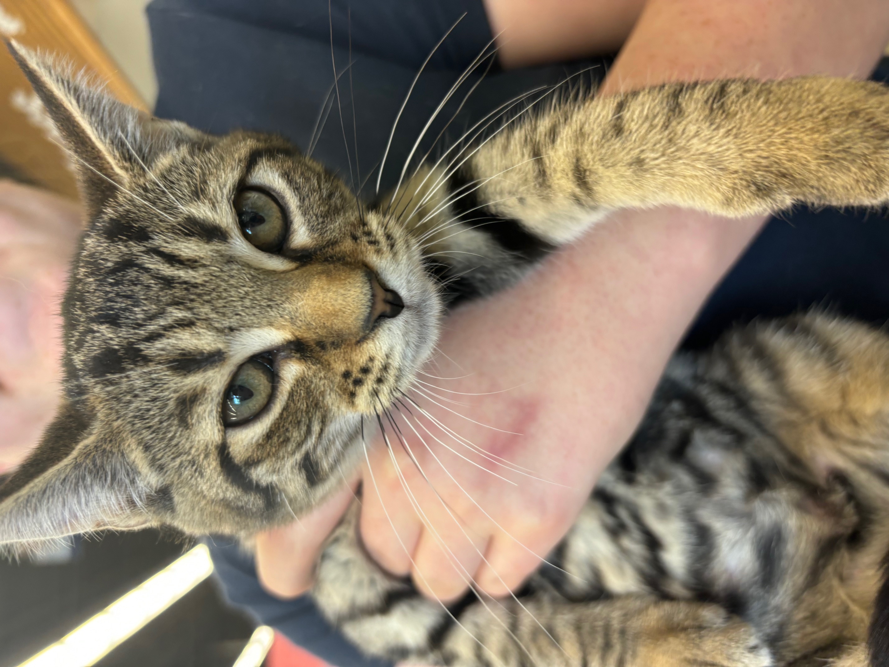 Enlarge Darla, a Adopted Domestic Short Hair in Richmond, VA image 1/1
