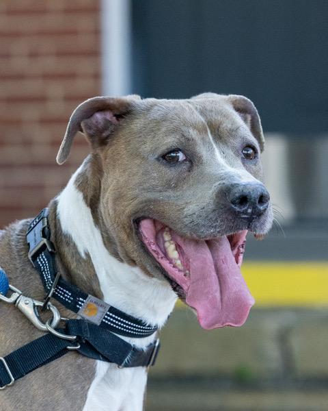 Enlarge Smalls, a ADOPTABLE Pit Bull Terrier in Powhatan, VA image 1/2