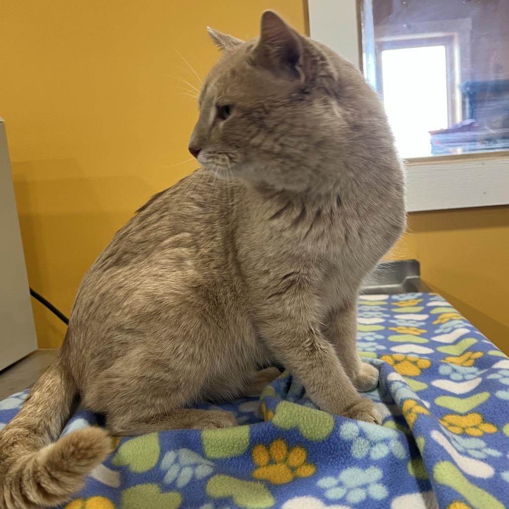 Oliver, Adoptable, Adult Male Domestic Short Hair.