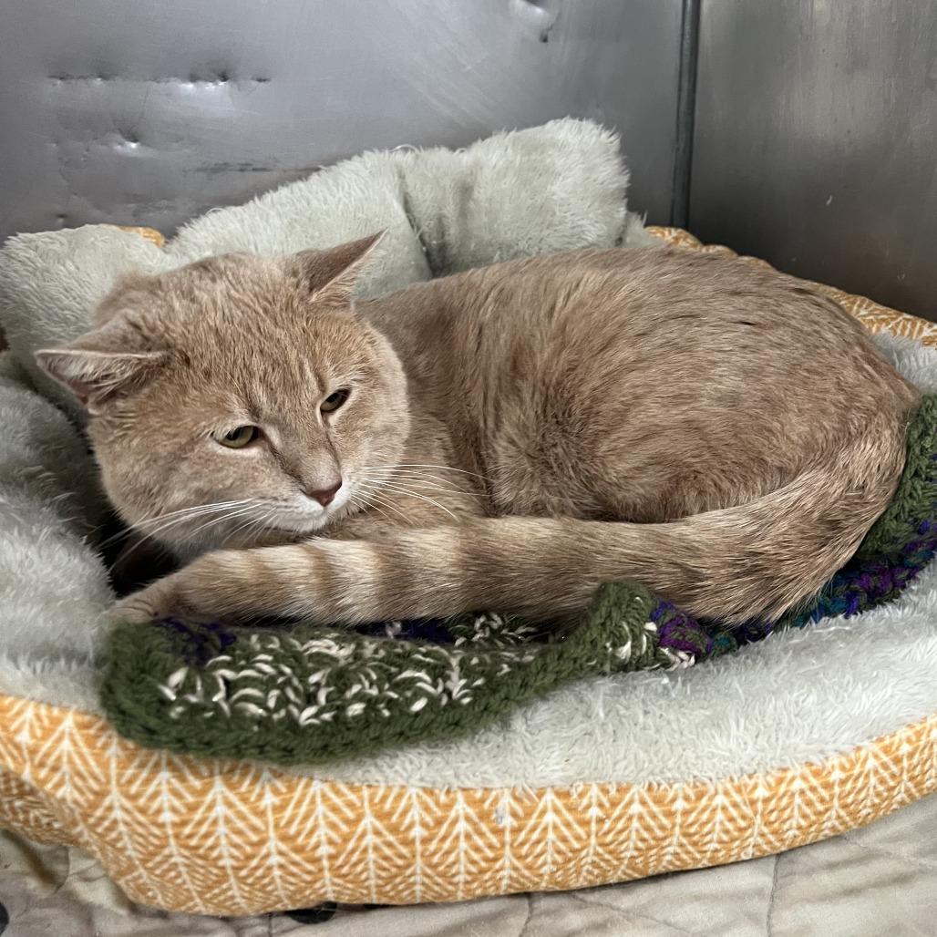 Enlarge Oliver, a Adoptable Domestic Short Hair in Wadena, MN image 2/6