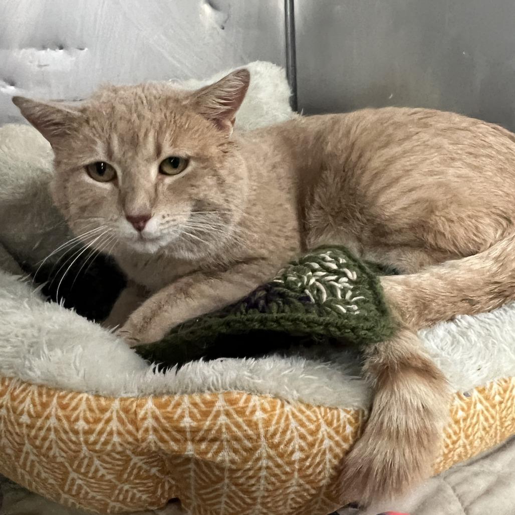 Enlarge Oliver, a Adoptable Domestic Short Hair in Wadena, MN image 3/6