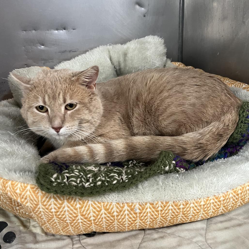 Enlarge Oliver, a Adoptable Domestic Short Hair in Wadena, MN image 4/6