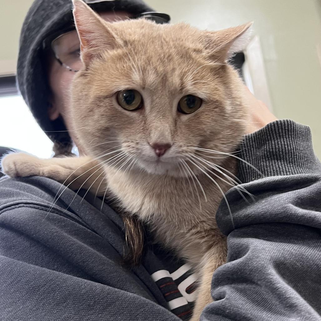 Enlarge Oliver, a Adoptable Domestic Short Hair in Wadena, MN image 5/6