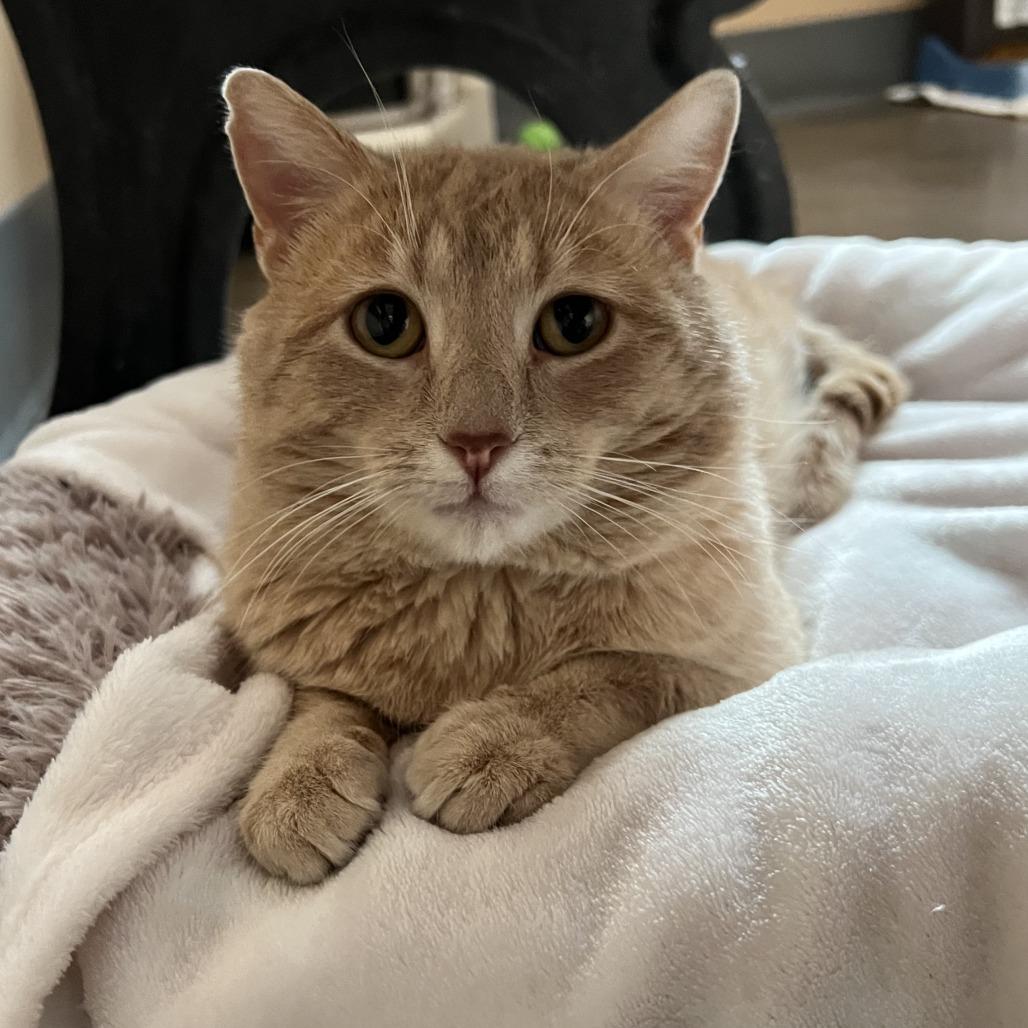 Enlarge Oliver, a Adoptable Domestic Short Hair in Wadena, MN image 5/6