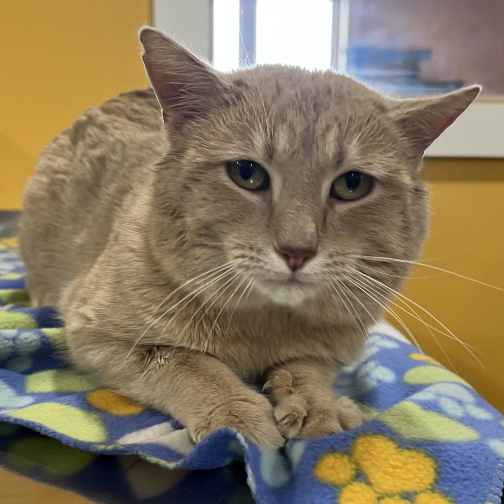 Enlarge Oliver, a Adoptable Domestic Short Hair in Wadena, MN image 6/6