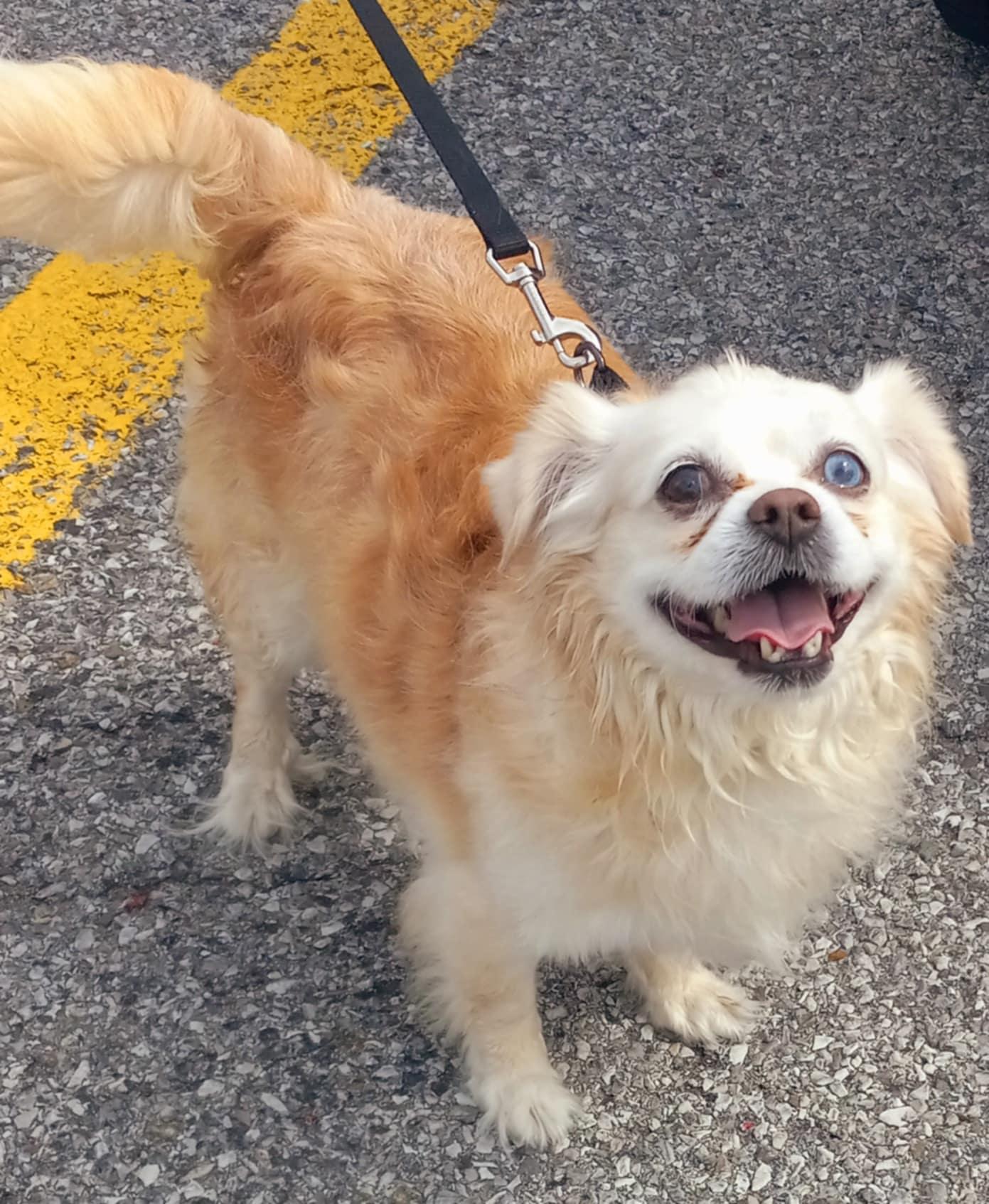 Pippin, Adopted, Adult Female Cavalier King Charles Spaniel & Chihuahua.