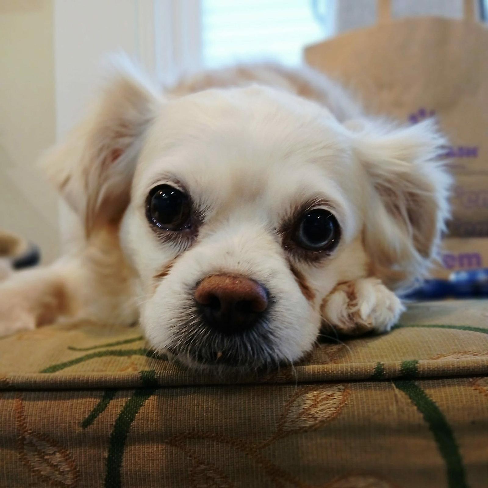 Enlarge Pippin, a Adopted mixed breed in Ceres, VA image 2/3