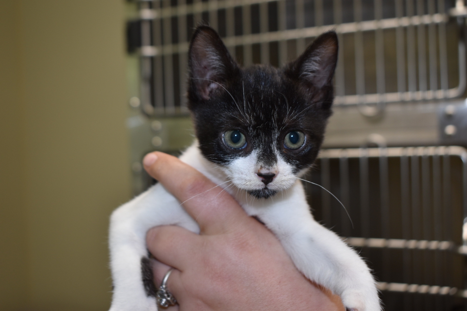 Lacey, a Adoptable Domestic Short Hair in Milledgeville, GA image 1/3