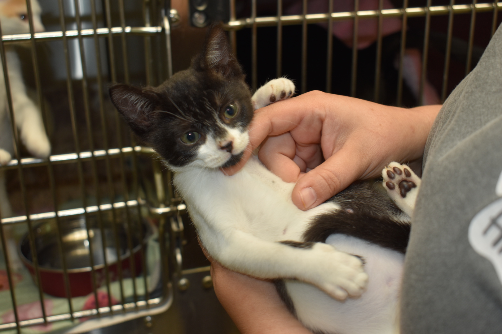 Lacey, a Adoptable Domestic Short Hair in Milledgeville, GA image 2/3