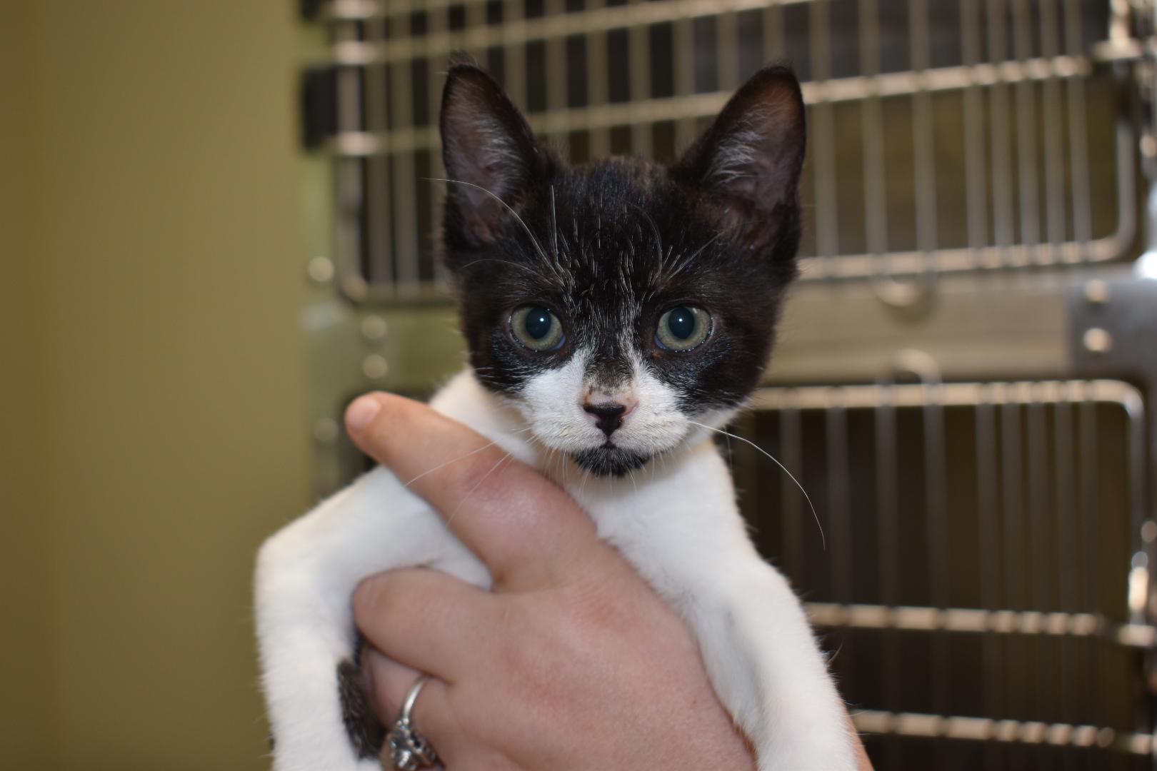 Lacey, a Adoptable Domestic Short Hair in Milledgeville, GA image 3/3