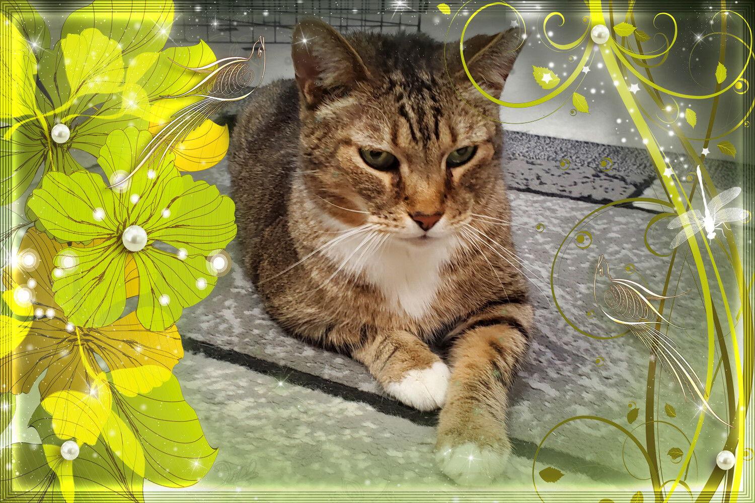 Roscoe, Adoptable, Adult Male Domestic Short Hair & Abyssinian.