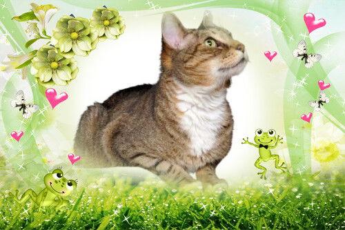 Roscoe, a Adoptable mixed breed image 2/3