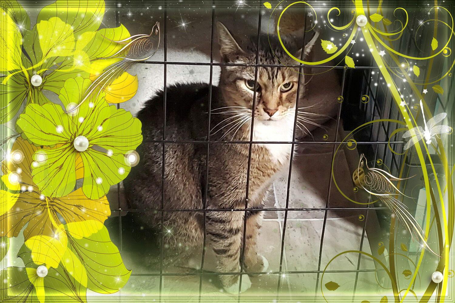 Roscoe, a Adoptable mixed breed image 3/3