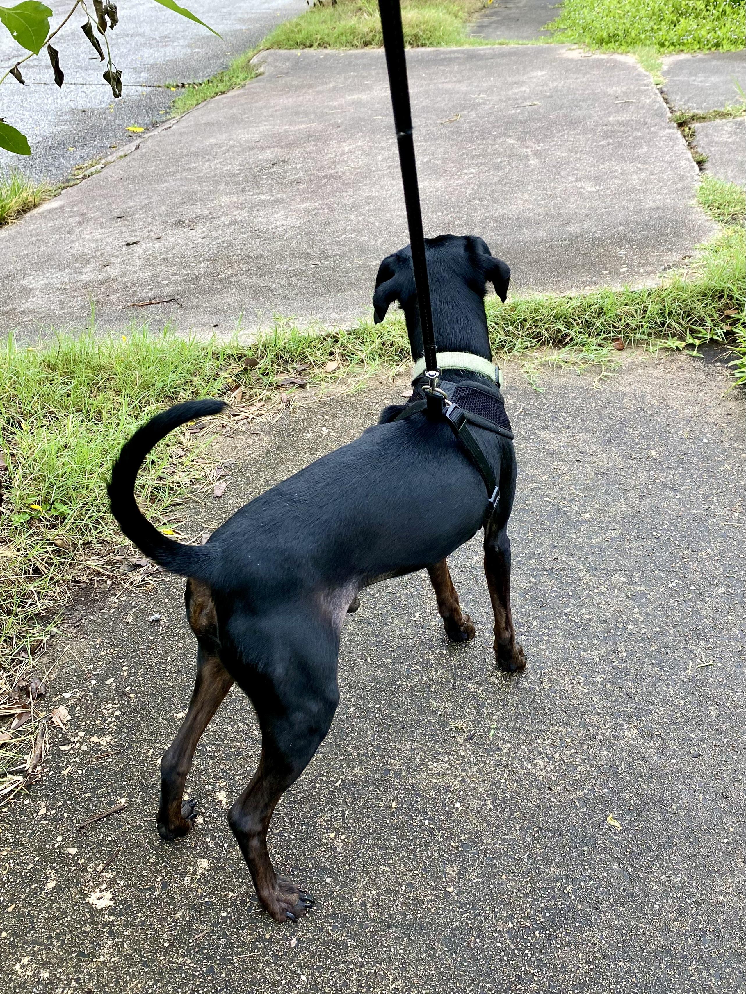 Mr. Buttons, a Adoptable mixed breed in Houston, TX image 5/6